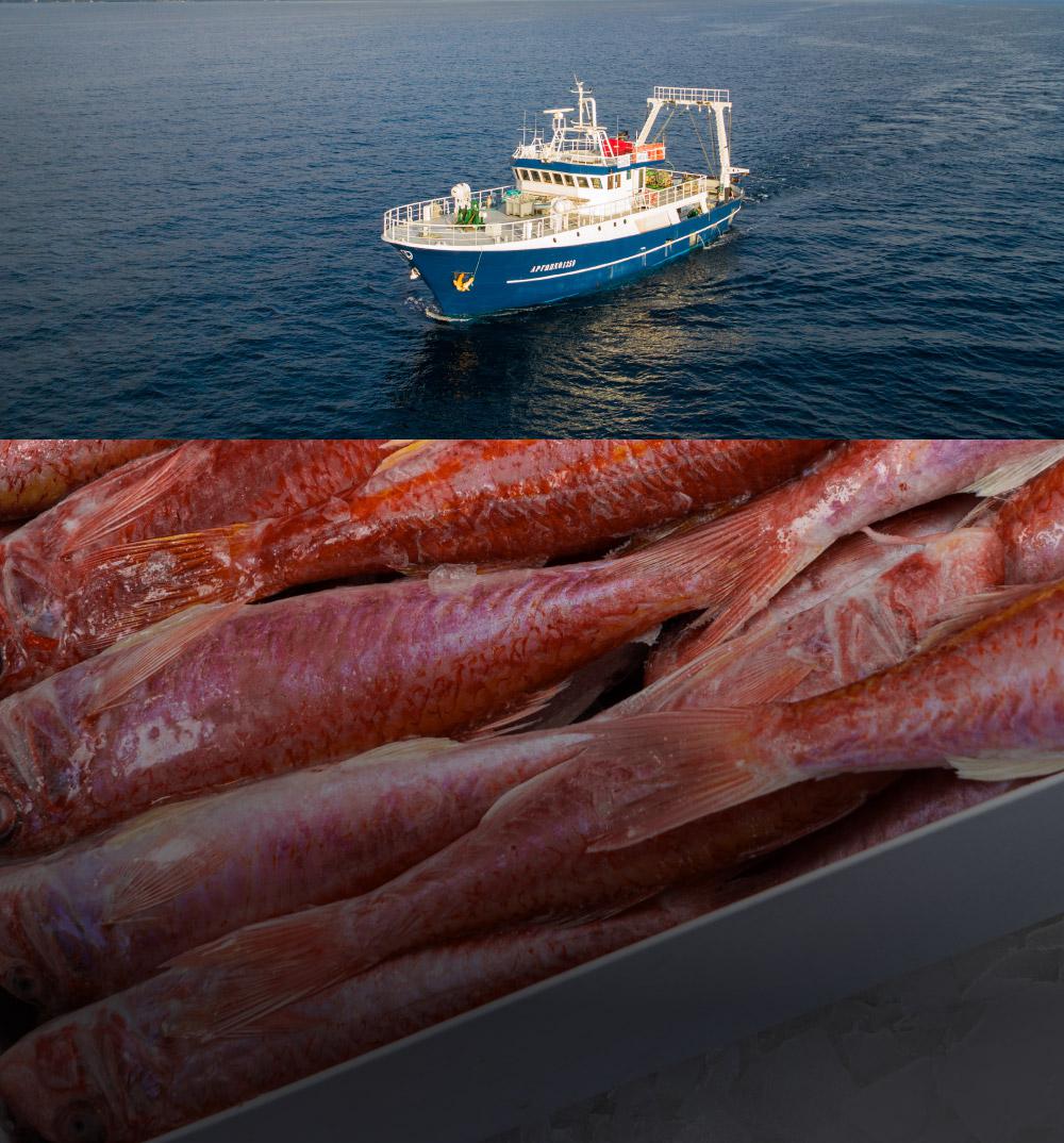 Αλιευτικό σκάφος και κόκκινα ψάρια σε χώρο αποθήκευσης